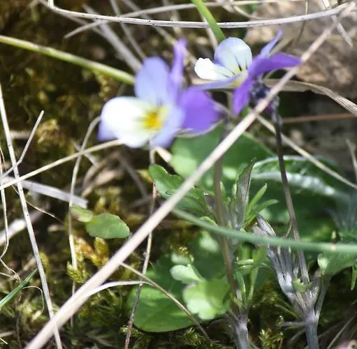 Reethus Stoefs * Behrensdorf